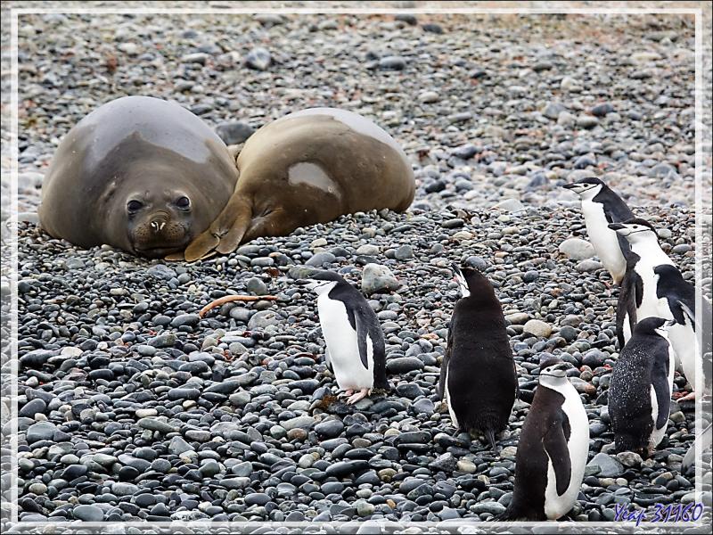 La faune de Cooper Bay : Manchots à jugulaire et papous, Éléphants de mer, Otaries, Pétrels, Labbes, Chionis blancs ... - Géorgie du Sud