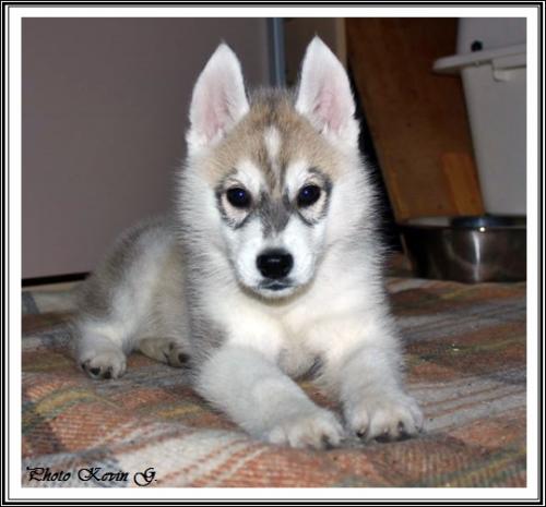 Javik (2 mois)