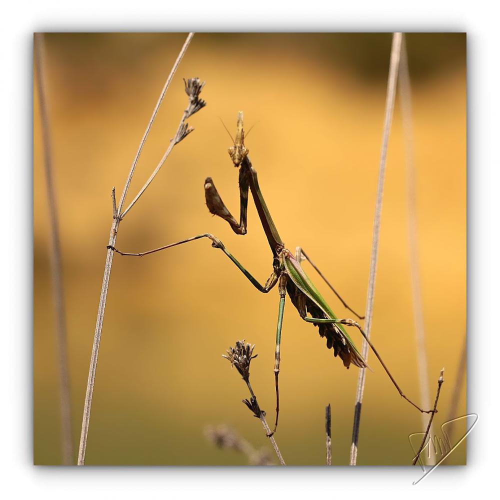 Empuse commune ♀ - Empusa pennata