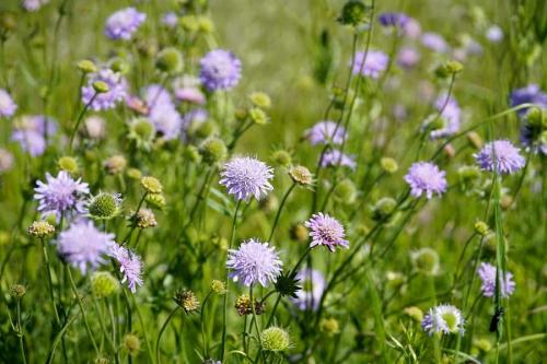 Fleurs cultivées : Scabieuse