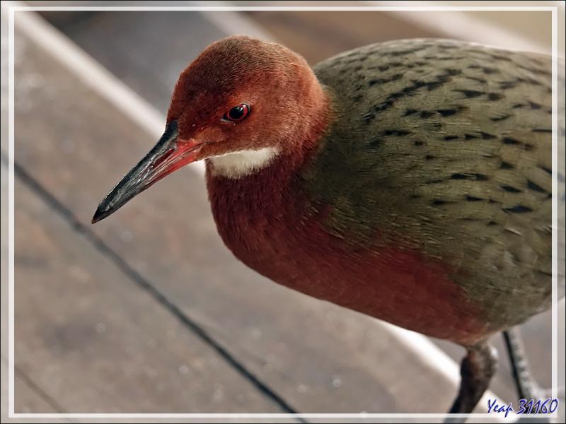 Tous les matins, nous avons les visites des Râles de Cuvier (Dryolimnas cuvieri) et des Pigeons de Madagascar (Nesoenas picturatus) - Nosy Tsarabanjina - Archipel des Mitsio - Madagascar