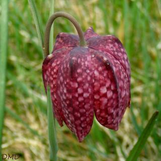 Fritillaria meleagris - fritillaire pintade