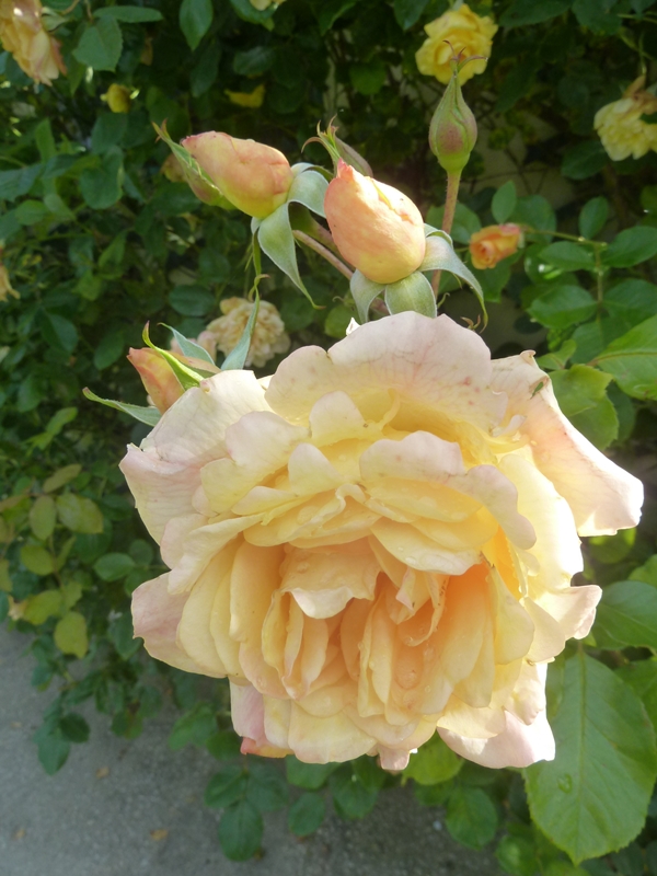 La rose ... son histoire ...