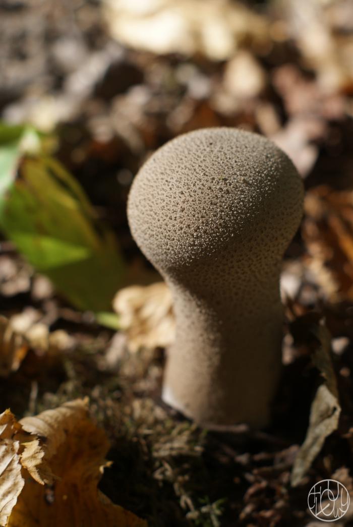 Cueillette de champignons...
