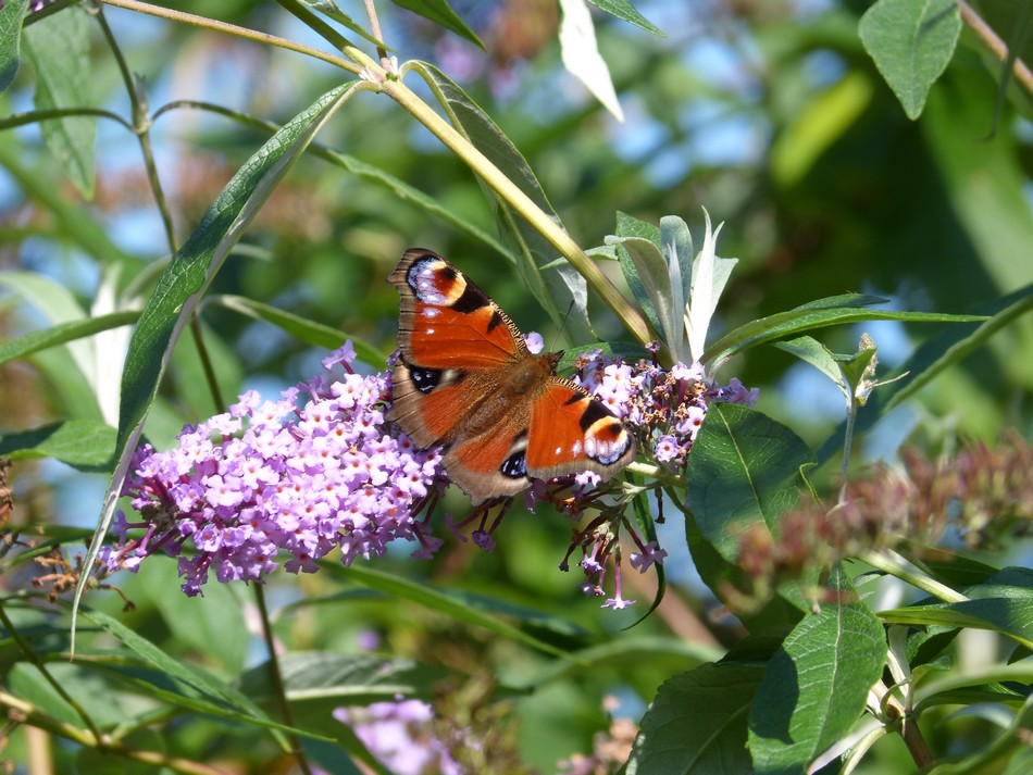 Hier les canards, aujourd'hui ...