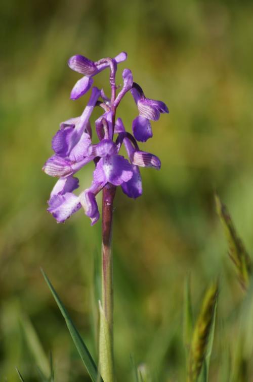 Saint Aubin de Luigné (fin du circuit)