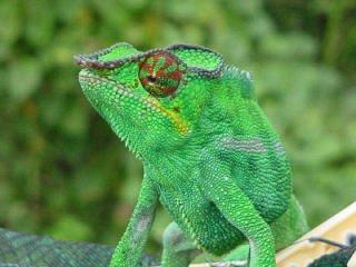 Caméléons drôles de bestioles (2)