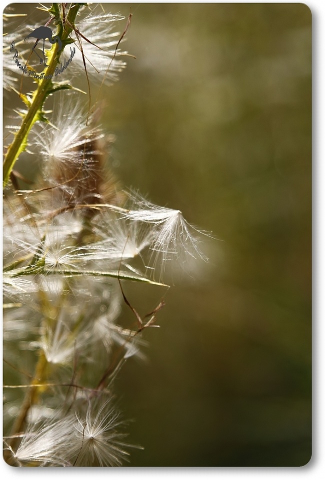 Quand l'Automne s'installe...