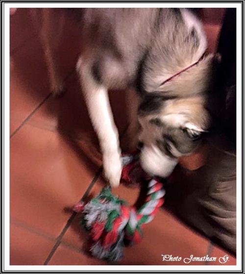 Les cadeaux de Noël (29 décembre 2015)