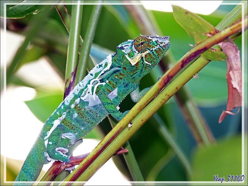 Caméléon panthère mâle en cours de mue, Moulting of Panther chameleon (Furcifer pardalis) - Nosy Sakatia - Madagascar