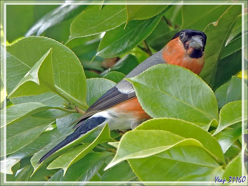 Les photos du jour : Bouvreuil pivoine, Eurasian Bullfinch (Pyrrhula pyrrhula) mâle et femelle et Pie-grièche écorcheur, Red-backed Shrike (Lanius collurio) mâle - Lartigau - Milhas - 31
