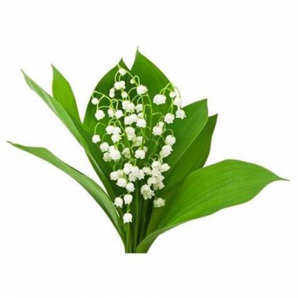 Muguet de mai...
