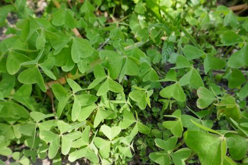 Saleté d'oxalis !
