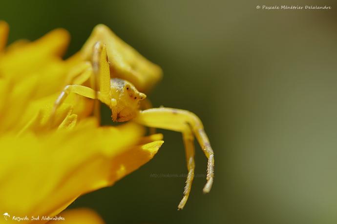 Thomisus onustus - Thomise enflée