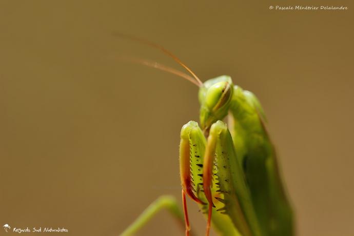 Mantis religiosa immature - Mante religieuse - forme verte