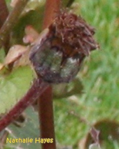 La Page de Nathalie Hayes