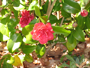 Les fleurs communiquent