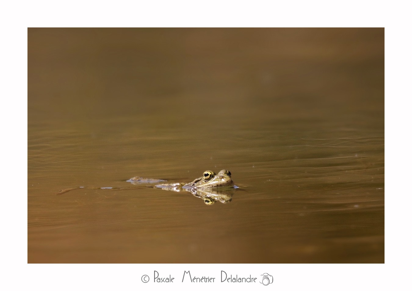 Grenouilles Pelophylax sp.