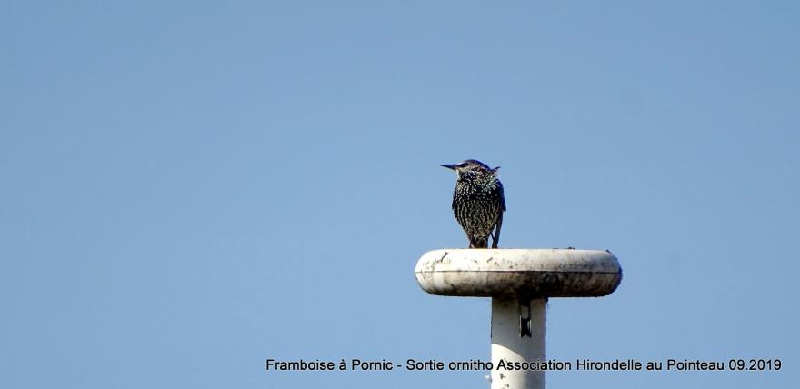 Sortie Ornitho à St Brévin