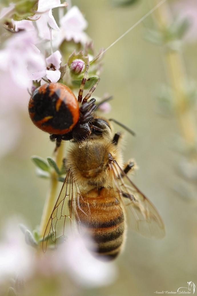 La Thomise et l'abeille....