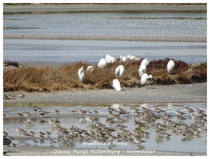 Noirmoutier - Avocette - barge à queue noire - septembre 2017