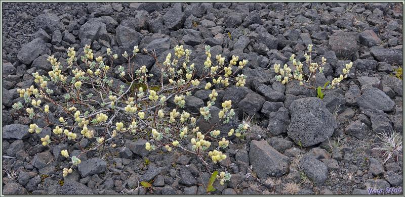 07/06/2023 : nous nous dirigeons vers le Blue Lagoon tout en faisant de la géologie, de la botanique ou de l'ornithologie lorsque l'occasion se présente - Péninsule de Reykjanes - Islande