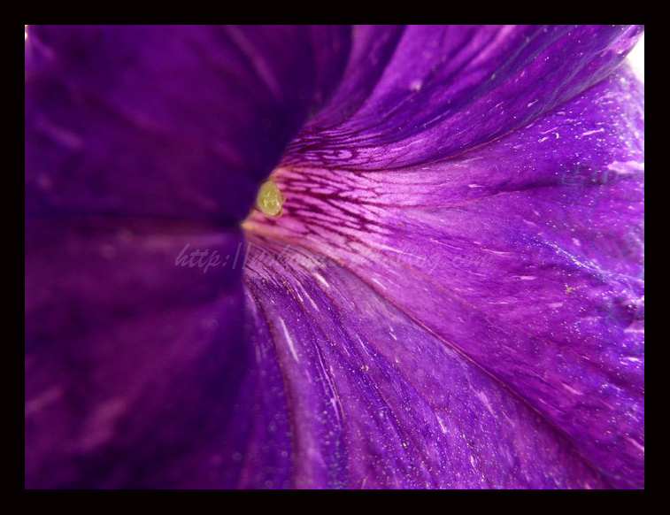 Tranches de vie d'un Australian Shepherd