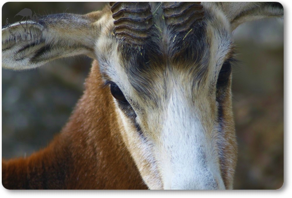 Gazelles de Mhorr au parc Darwin de Montpellier...