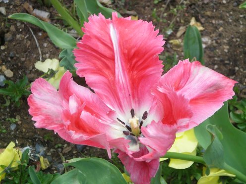 Image65