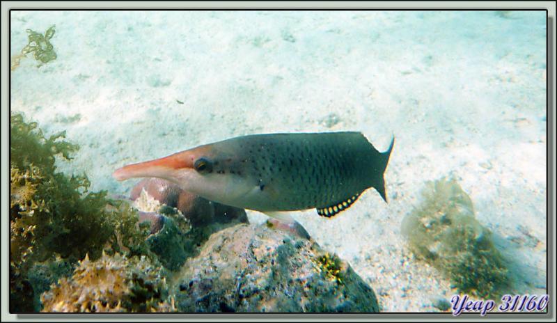 Plongée en apnée dans le lagon : Labre oiseau (Gomphosus varius) - Moorea - Polynésie française