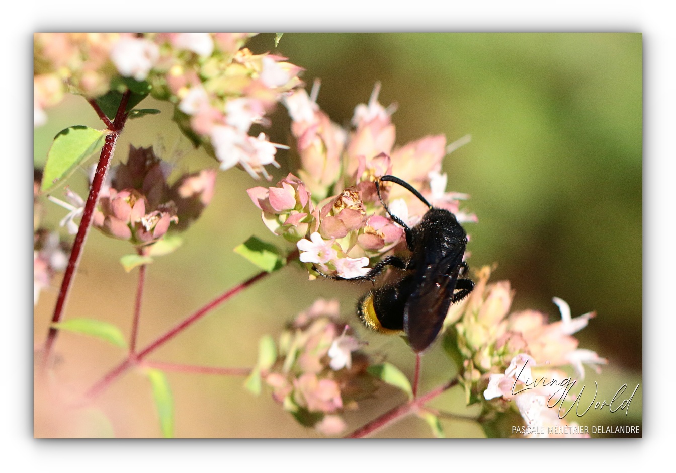 La Guêpe... autrement (sur Marjolaine ou Origan des jardins)