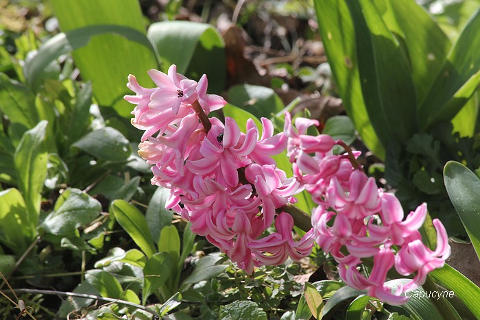 Fleurs de saison...suite