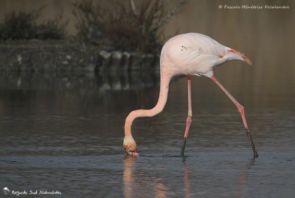 Flamants roses en patouille dans la vase...