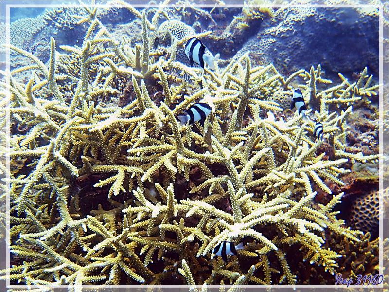 Demoiselle à trois bandes noires, Whitetail dascyllus, Humbug damsel, Threebar dascyllus (Dascyllus aruanus) et Acropore bois de cerf - Spot Sugar Man - Tsarabanjina - Mitsio - Madagascar