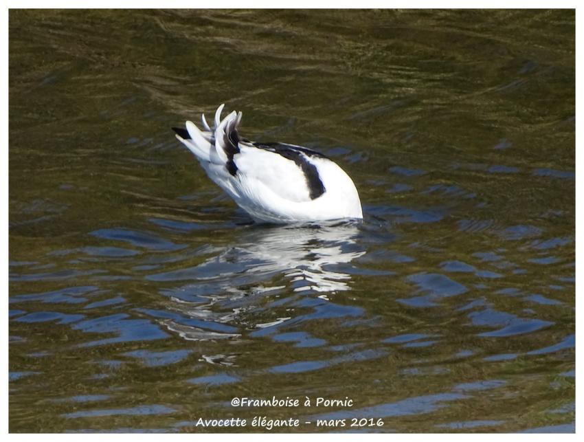Avocette élégante - Mars 2016