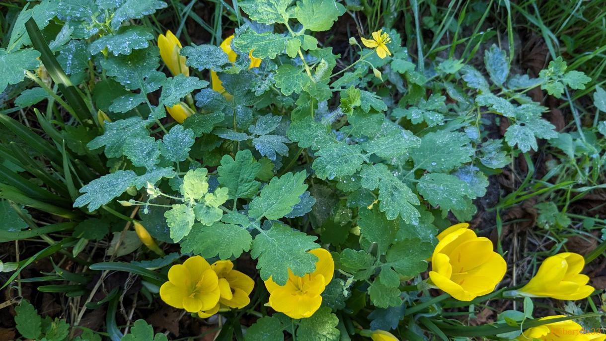 photos plaisir dans le jardin