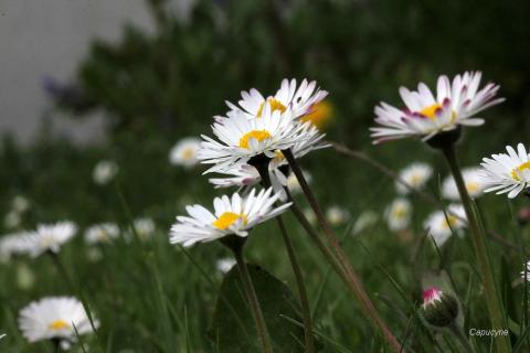 Sortie coccinelle