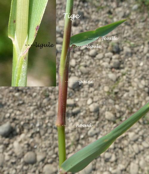 Glossaire à l'usage des graminées/poaceae
