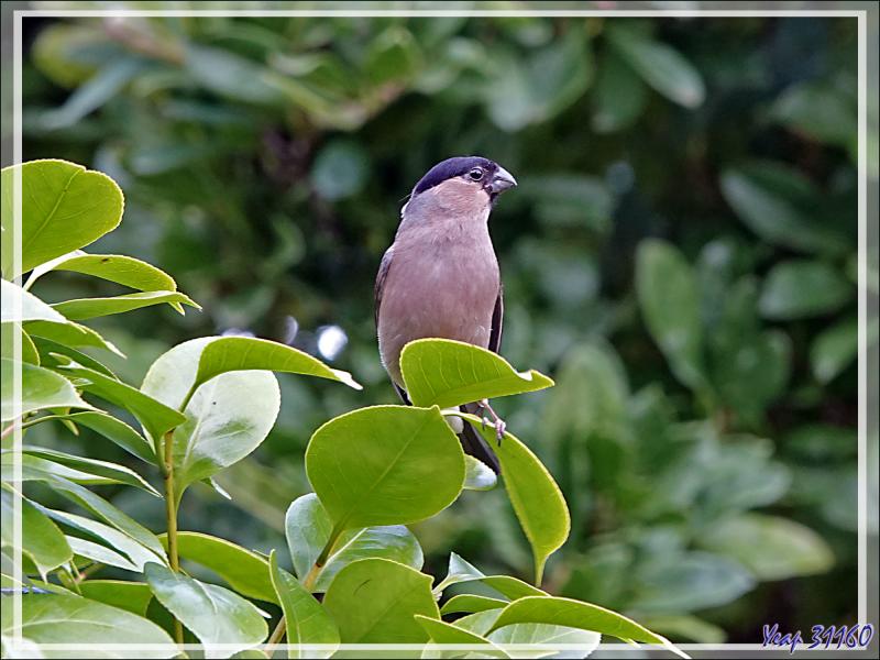 Les photos du jour : Bouvreuil pivoine, Eurasian Bullfinch (Pyrrhula pyrrhula) mâle et femelle et Pie-grièche écorcheur, Red-backed Shrike (Lanius collurio) mâle - Lartigau - Milhas - 31