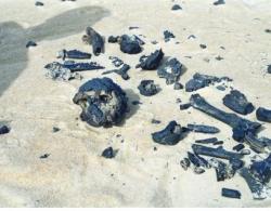 Prémices de l'Humanité en Afrique