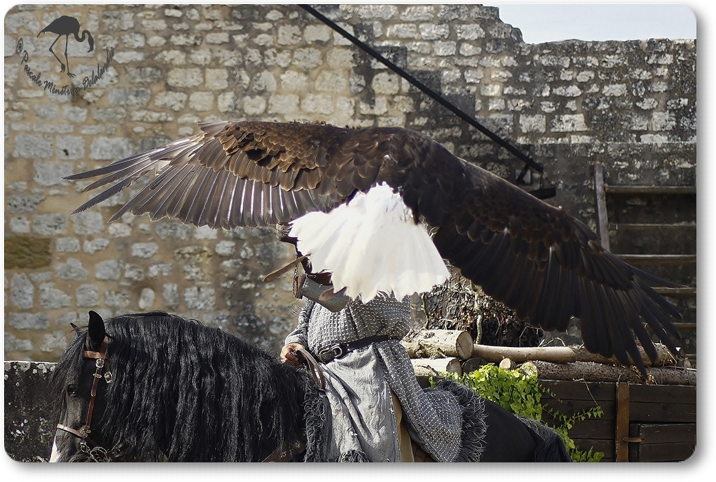 Pygargue à tête blanche ("Vol libre" - Provins - 77)