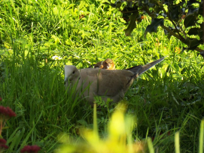 Les visiteurs au jardin ...