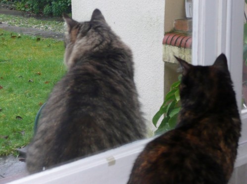 chats-a-la-fenetre-01.JPG