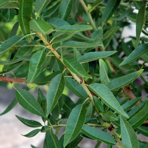 Arbre fruitier : Amandier