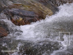 LES EMANANTS ANIMAUX 2