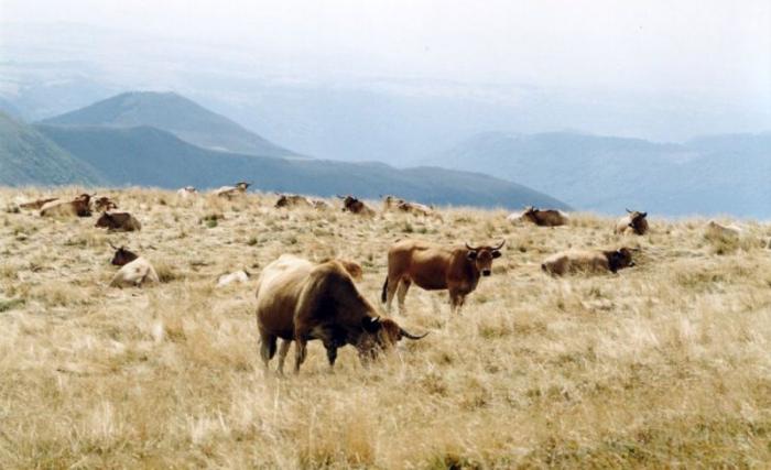 Département du Cantal