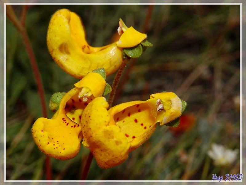 Une autre sorte de Zapatito de la Virgen ou Capachito (Calceolaria polyrhiza) - Autour du Glaciarium - El Calafate - Patagonie - Argentine