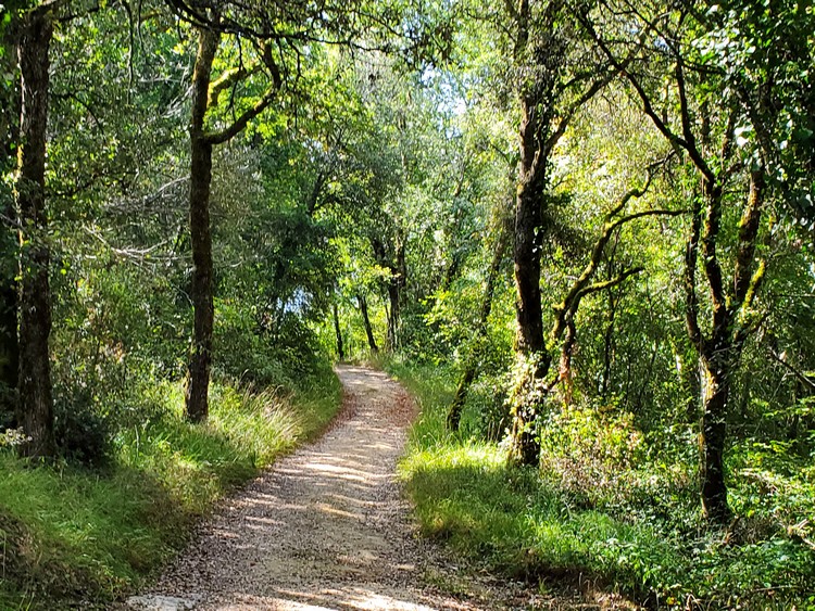 À l'ombre des arbres