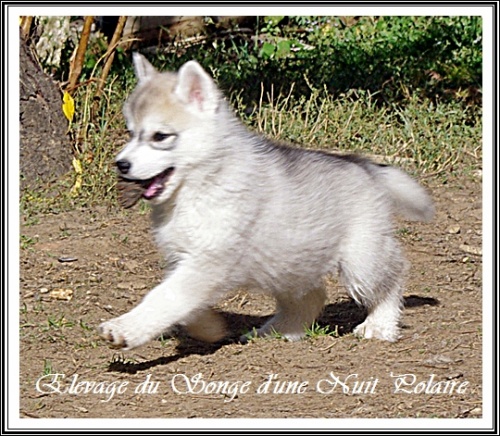 Chiot Husky Femelle 1 (56j)