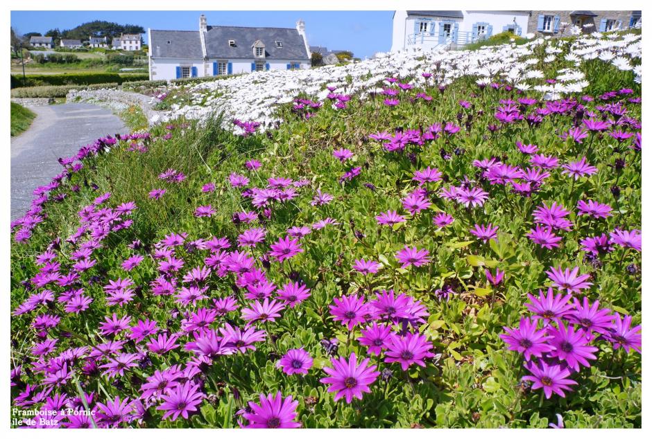 Ile de Batz Finistère nord - enez vaz -